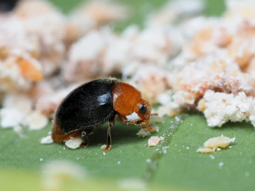 Cryptolaemus montrouzieri adults